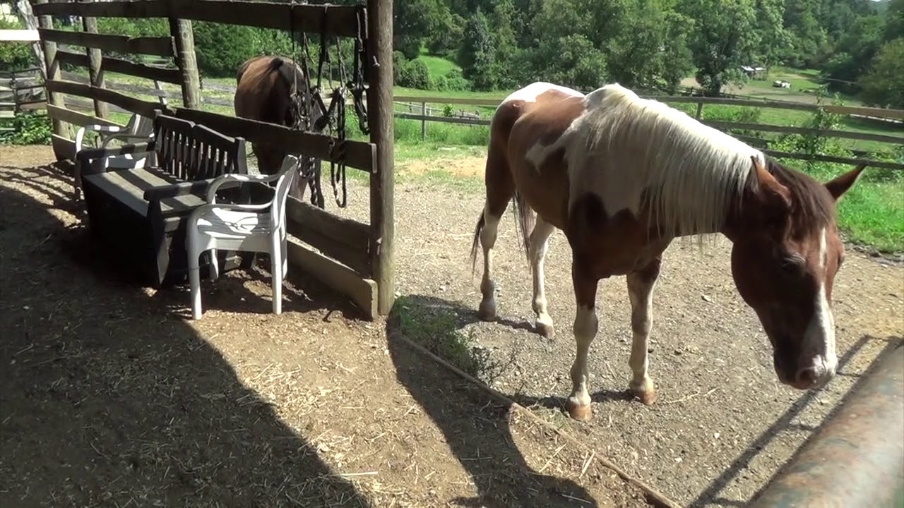FB-A Horse's Eyesight