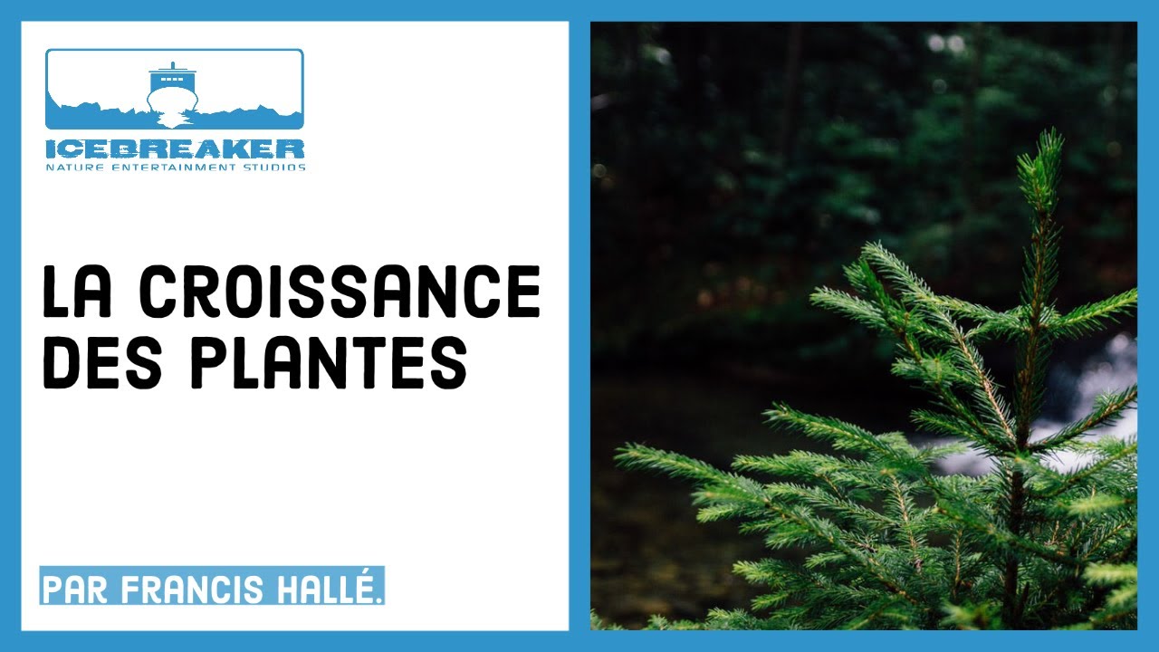 #09: Comment les plantes grandissent-elles ?