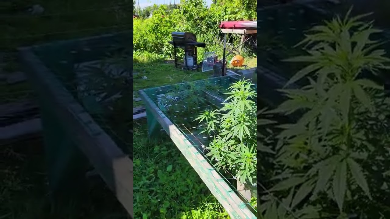 #SCROG outside attempt