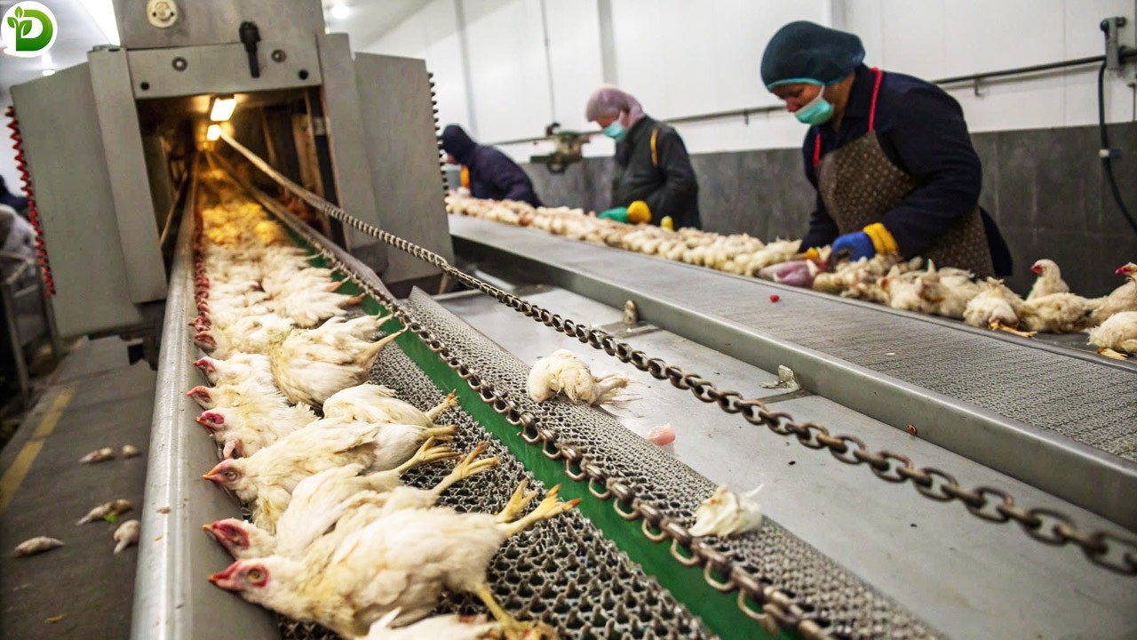 Modern Chicken Slaughterhouse - Here's Why America Is World's Largest Chicken Producer