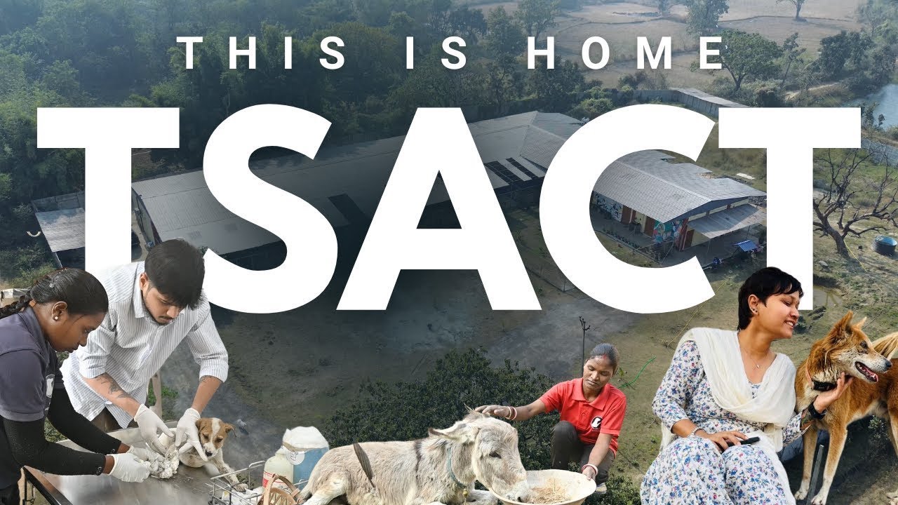 This Is Home (The Stray Army Charitable Trust)