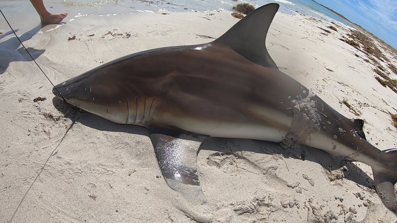 Land based shark Fishing | Big Tailor | Big sharks | #fishing #shark #australia #adventure