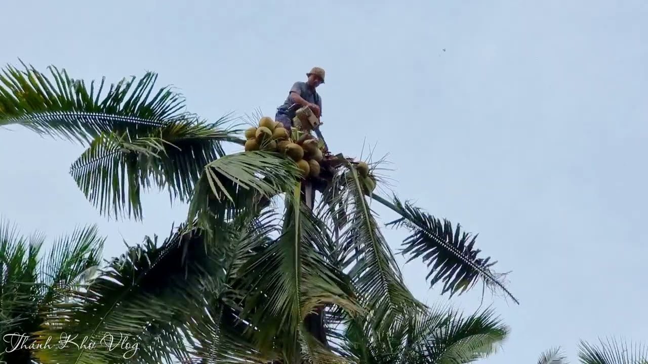 Master of chainsaw cut down a tall coconut tree