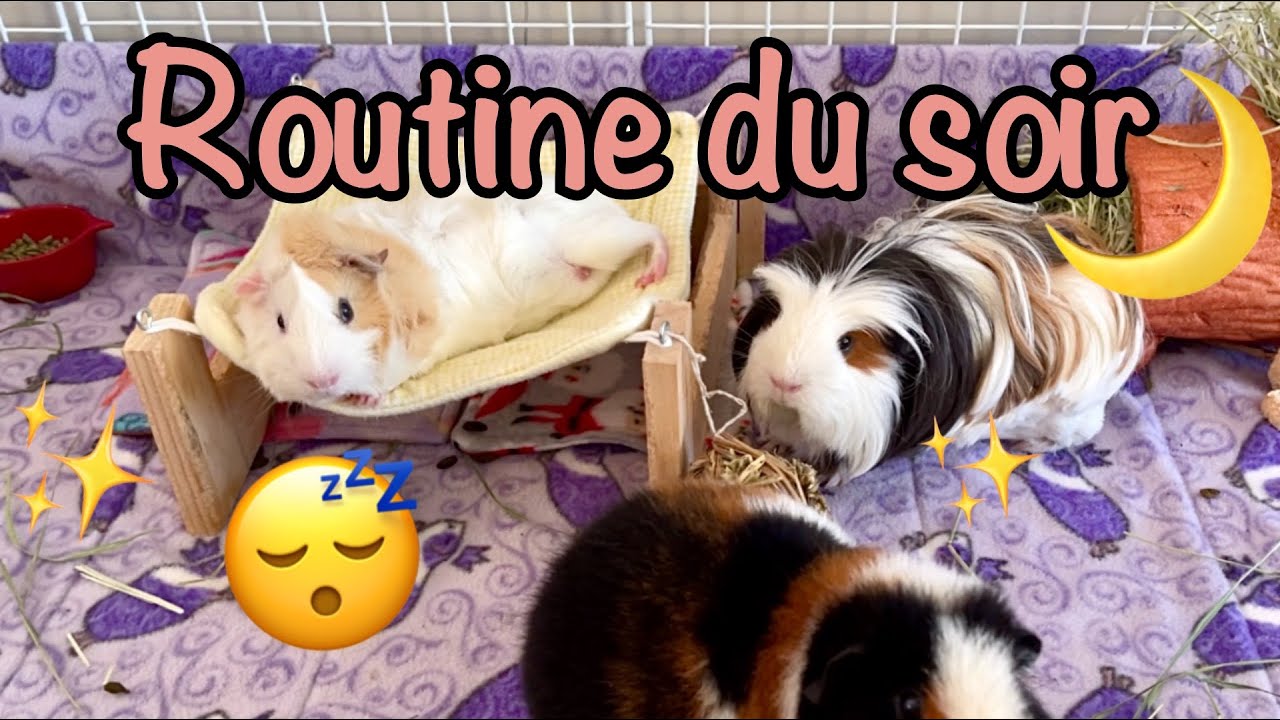 Routine du soir 2021 avec mes cochons d'Inde!