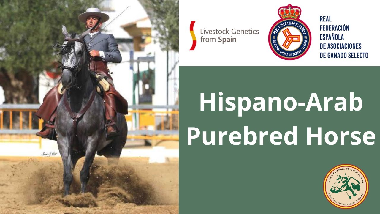 Versatile Elegance: The Essence of Hispano-Arab Equines