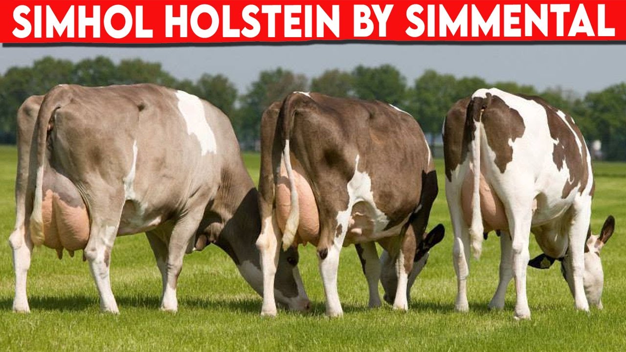 ⭕ SIMHOL HOLSTEIN BY SIMMENTAL, CROSSED TO PRODUCE MILK ✅  Dairy Cows