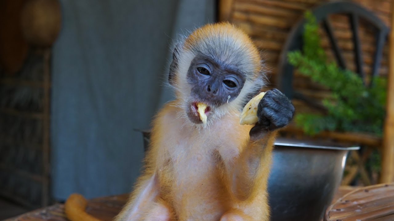 Cute baby monkey eating banana and sleep - Cute baby monkey sleeping