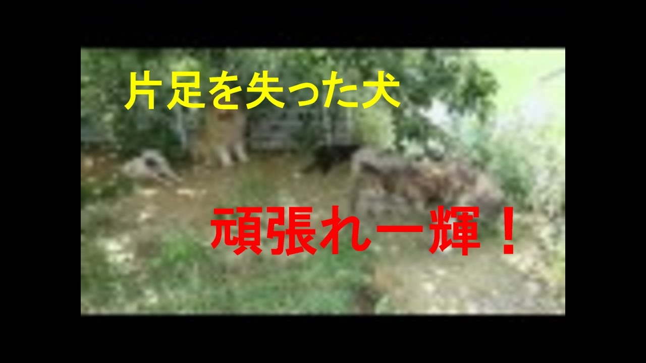 一輝くんパックに入れて行きます！（編集漏れ再アップ）