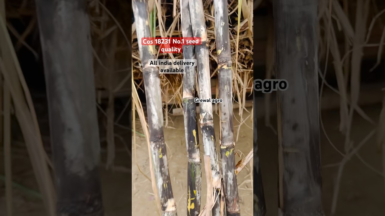 18231 sugarcane variety available and all India delivery available 