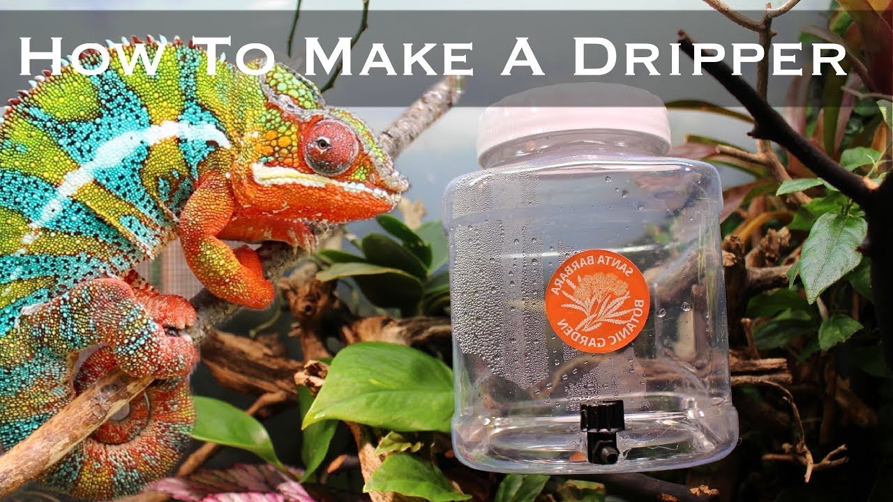 How To Make A DIY Dripper For Your Chameleon  (Less Than $7)