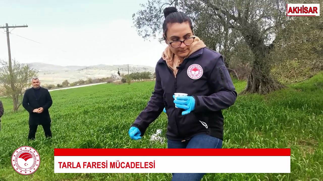 Tarla Faresi Nerede Saklanır, Aktif Yuva Nasıl Bulunur?