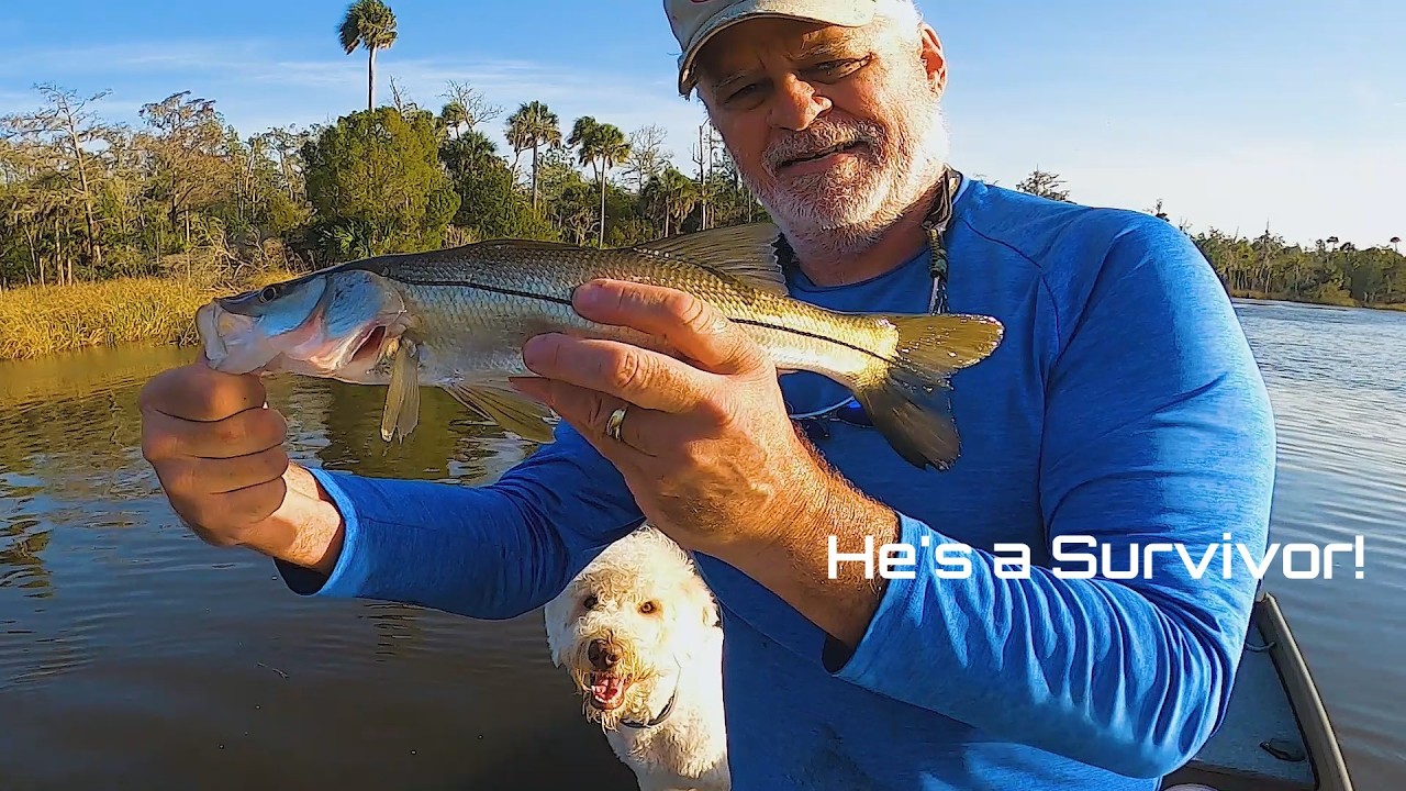 A couple Post Freeze Snook Survivors is a good sign!