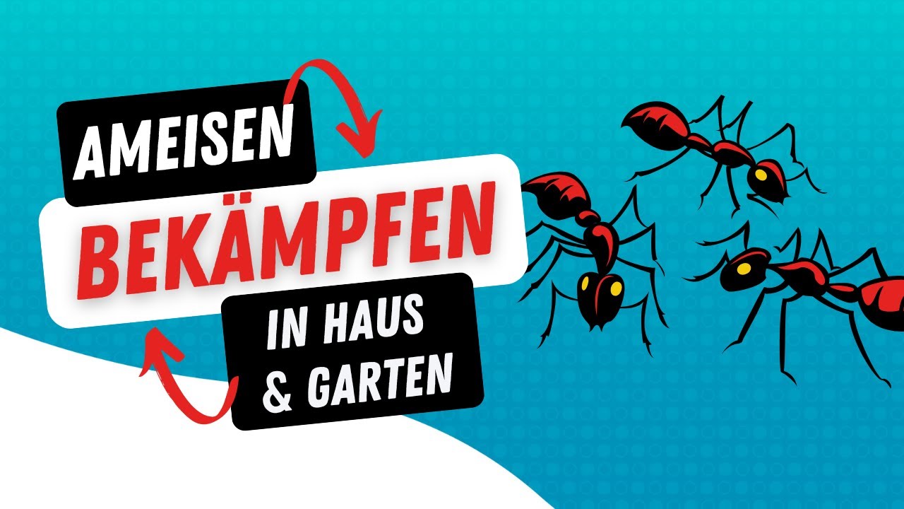 Ameisen bekämpfen – in Haus & Garten
