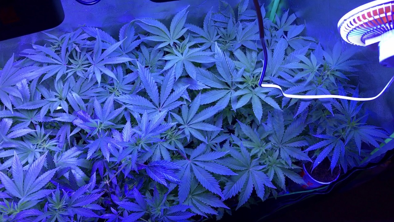 Viparspectra 450 update