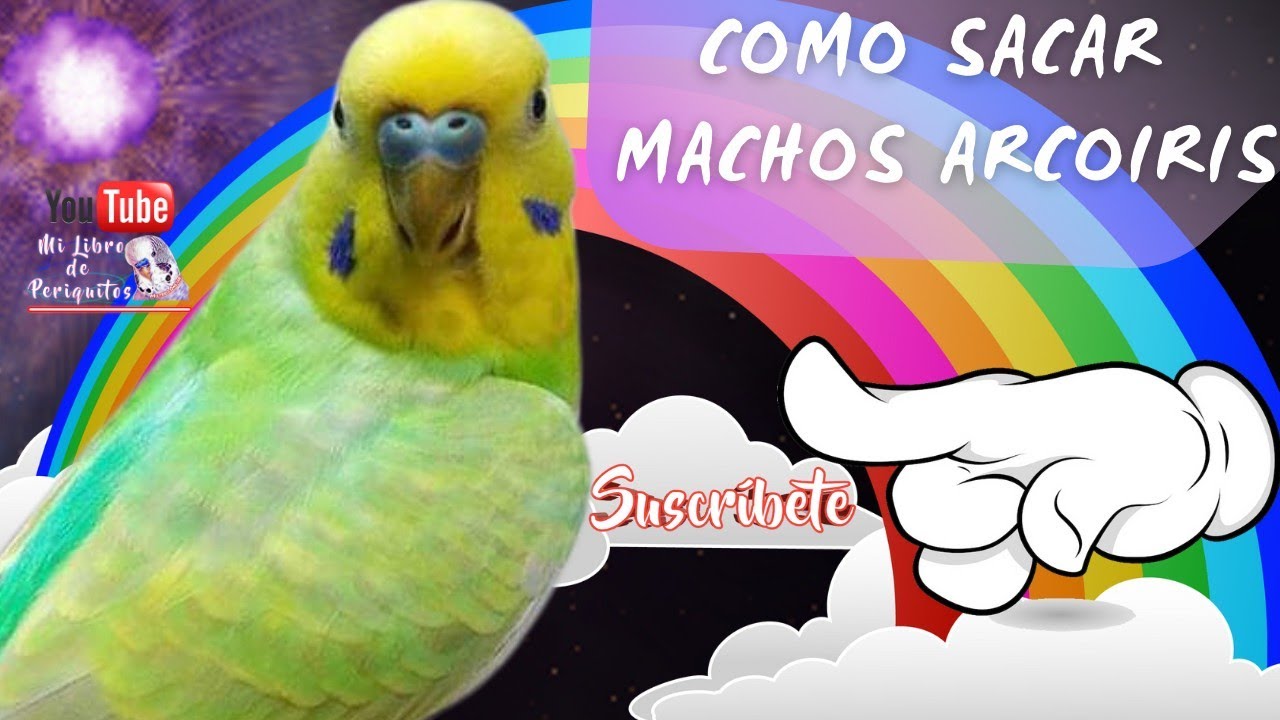 Periquitos Arcoiris 🌈 Machos 😱