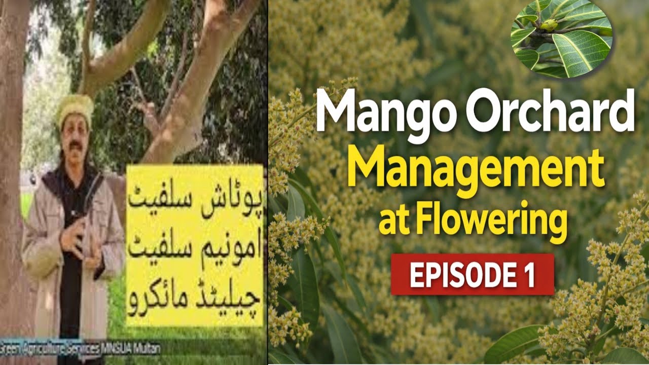 From Bud to Bloom: Mango Orchard Management – Episode 1