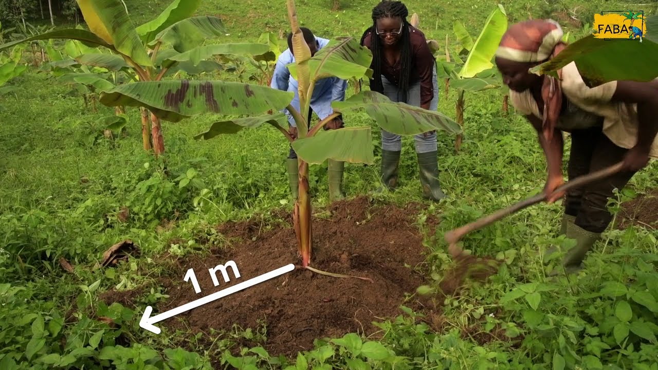 FABA - Les mauvaises herbes du bananier plantain : couper ou couvrir