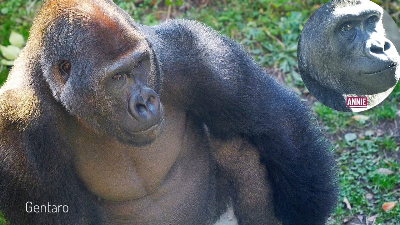 Горилла ГЕНТАРО испугалась громкого шума | Четыре молодых гориллы в зоопарке Уэно