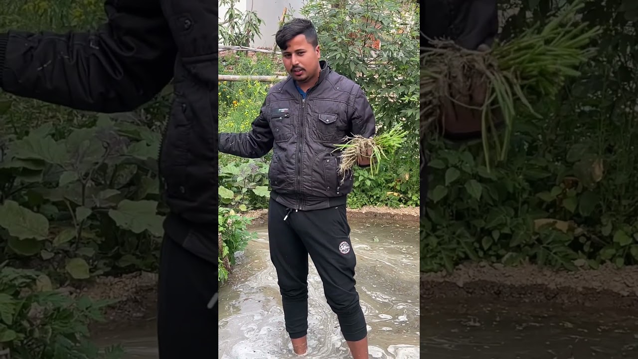 Marco ko nahla diya 😆,Pyaj ki  kheti 