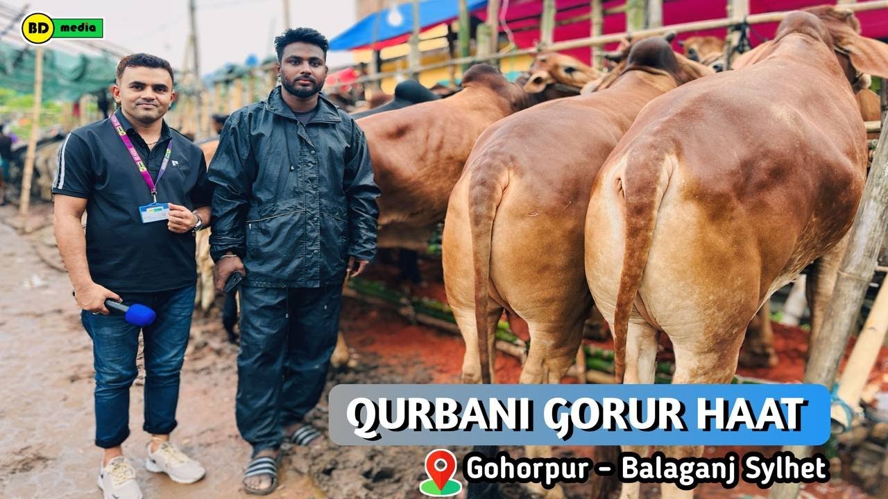 Qurbani Gorur Haat Gohorpur - Balaganj Sylhet 2025 কোরবানি গরুর হাট গহরপুর - বালাগঞ্জ সিলেট
