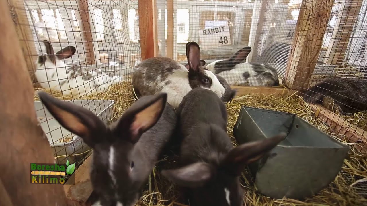 Art of Rabbit Farming | Boresha Kilimo