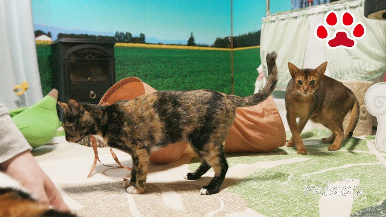 引きずってくる仔猫【瀬戸のらな日記】Kitten plays Fetch