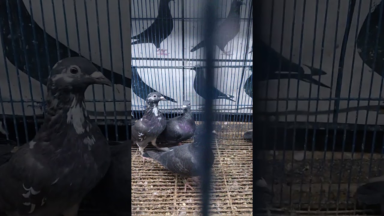 African black eagle young birds from Bio research bio pigeon visit now