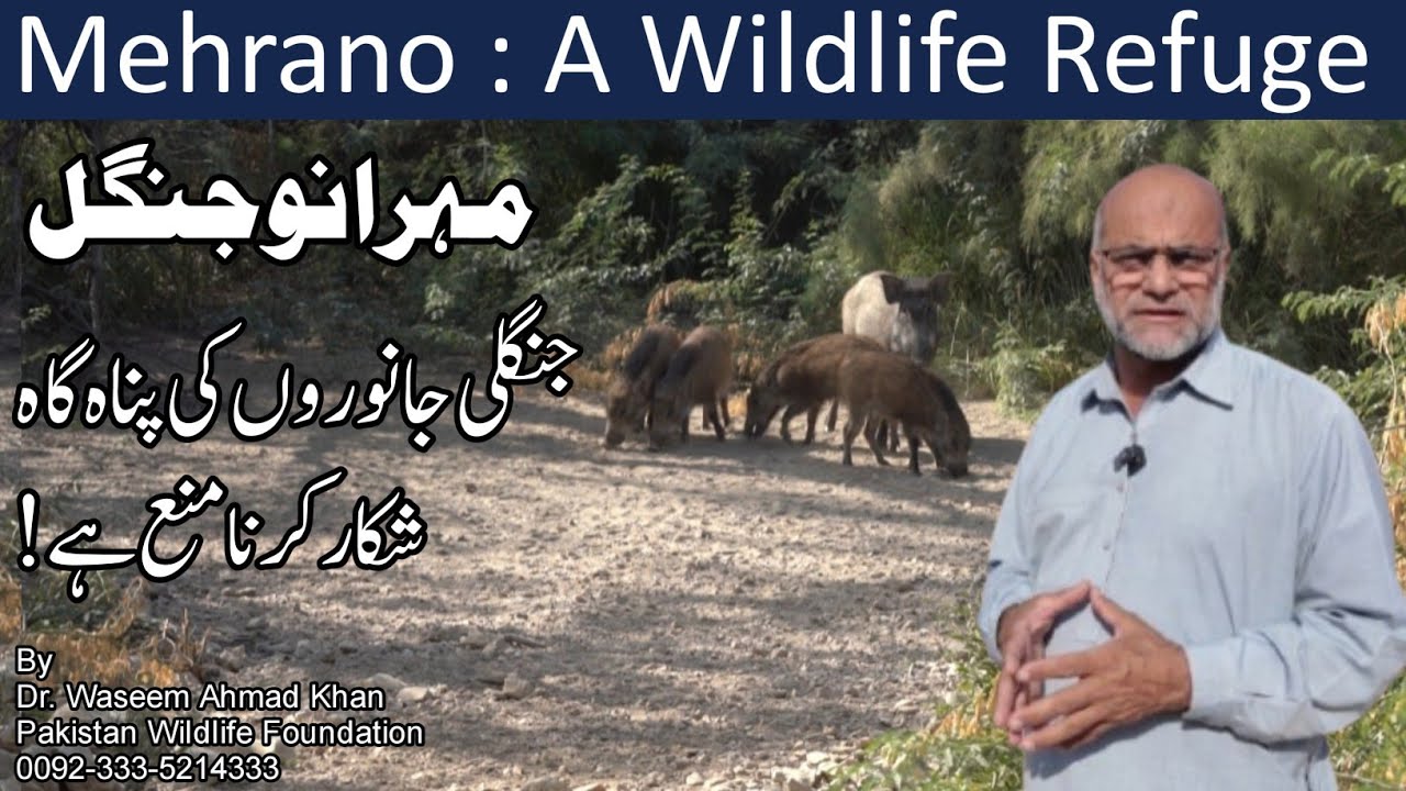 Mehrano Jungle Khairpur Sindh | Mehrano Jungle Jungli Janwaron Ki Panah Gah | A Visit To Mehrano 