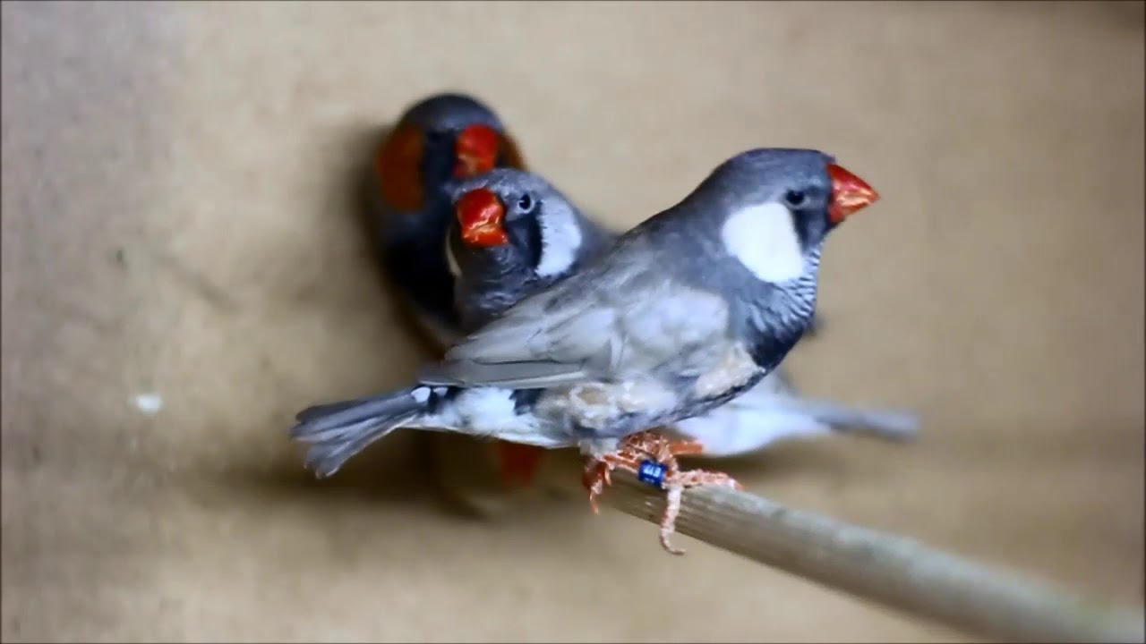 Zebra finches 2017, Oskar Kelemen