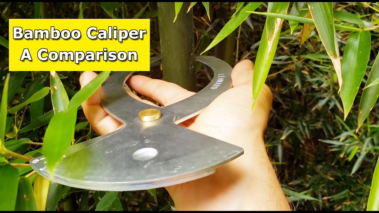 Bamboo Caliper | A Comparison of Diameter Between Species