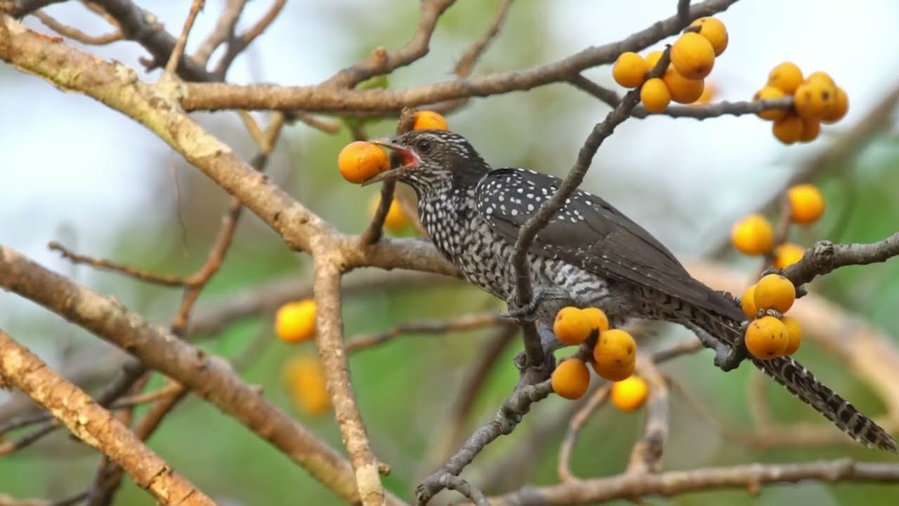 Very hungry but Too Big to Swallow for the Asian Koel female | TrulyWild 4K