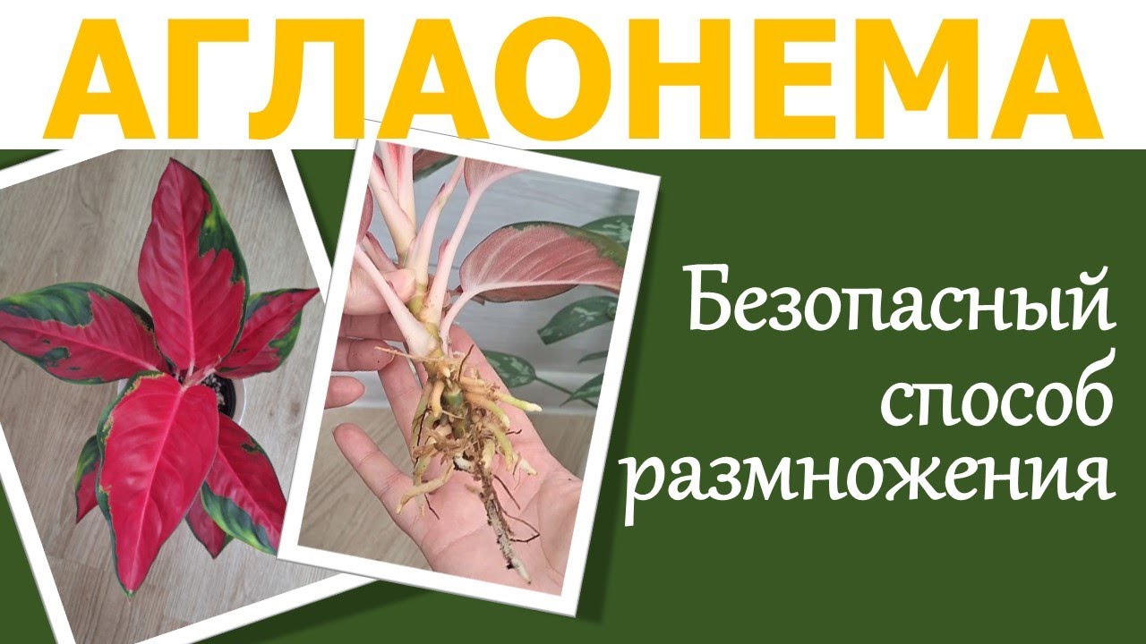 АГЛАОНЕМА: размножение, укоренение воздушной отводкой
