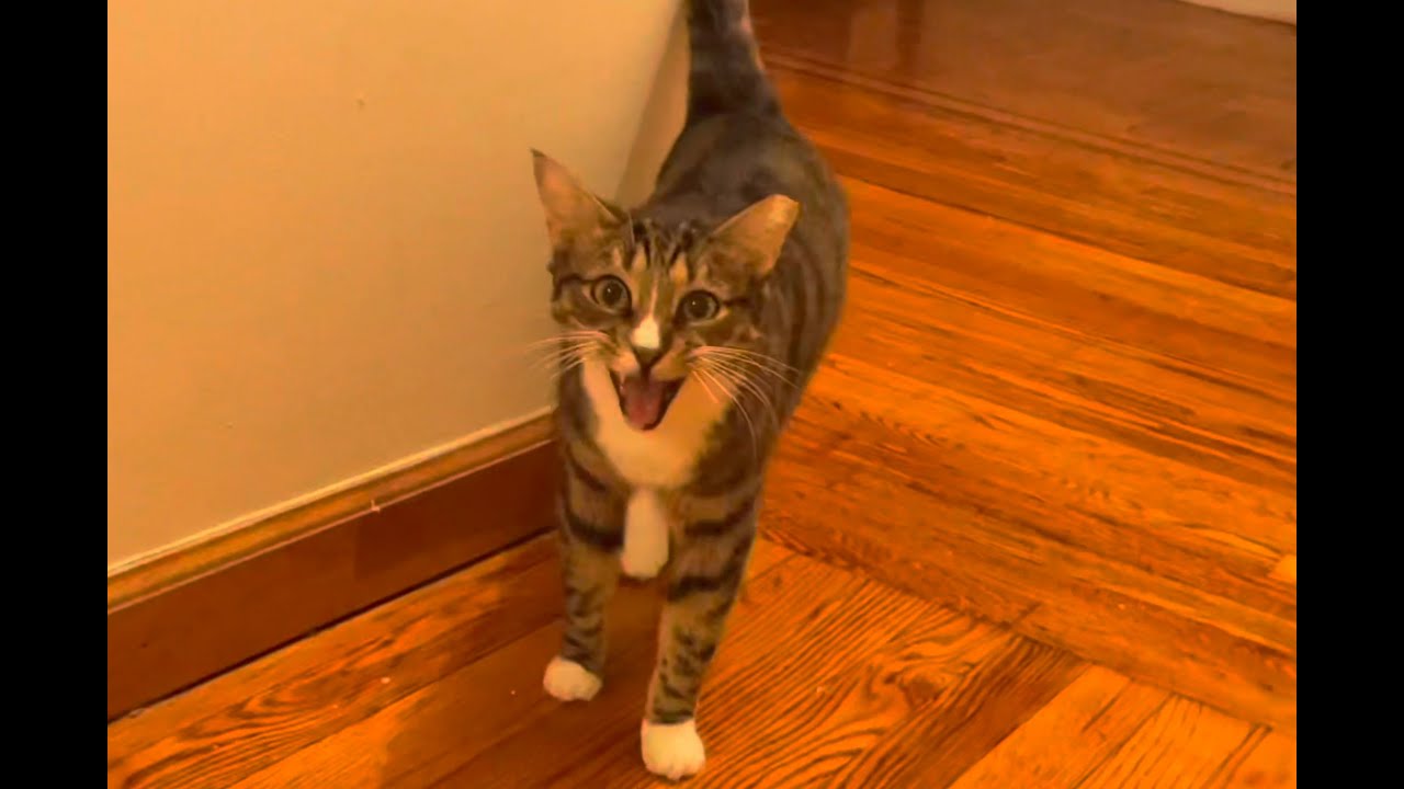Tabby Cat's Dinner Time Reminder: Too Cute! (=^ ◡ ^=) #cat #catlover #adorable
