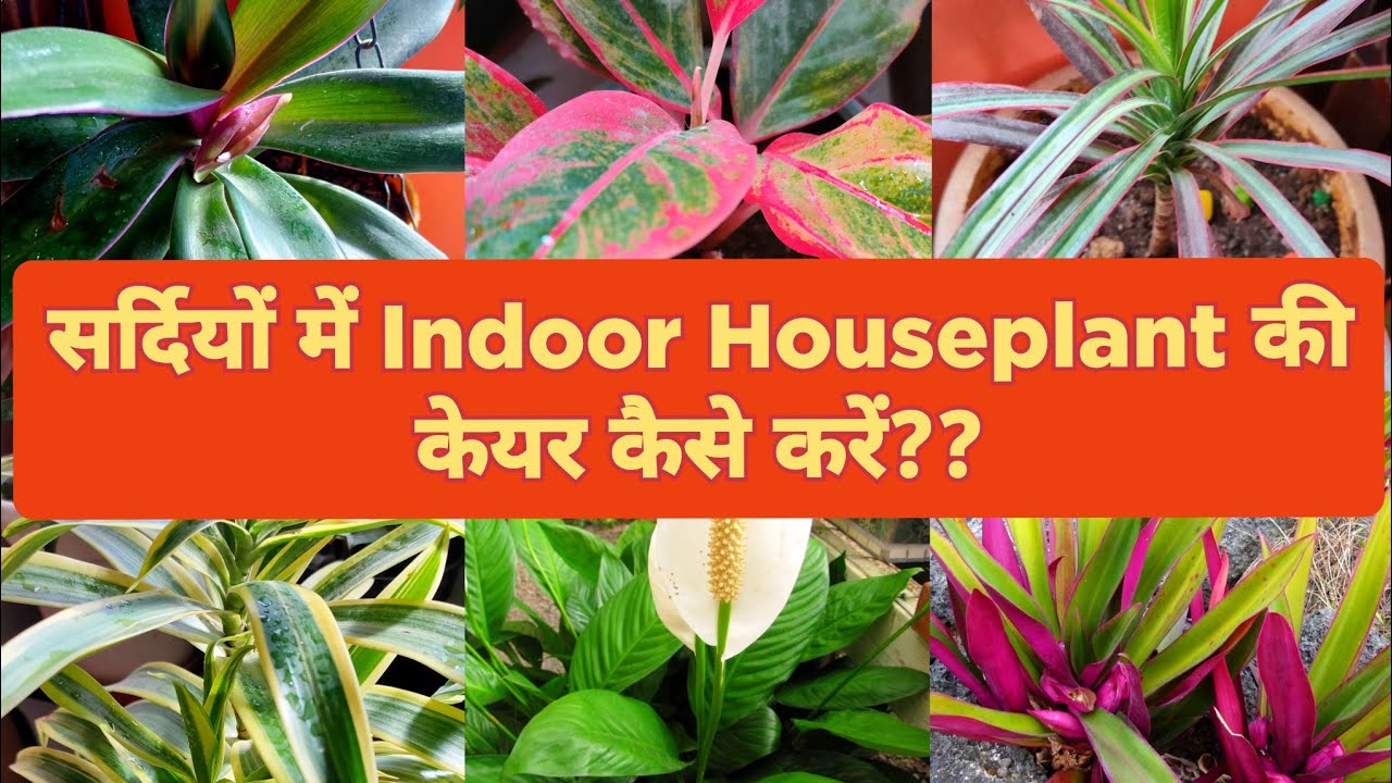 How To Care INDOOR Plant ||  House Plant Care in Winter / Winter Houseplant Care / Priya Gardenhub
