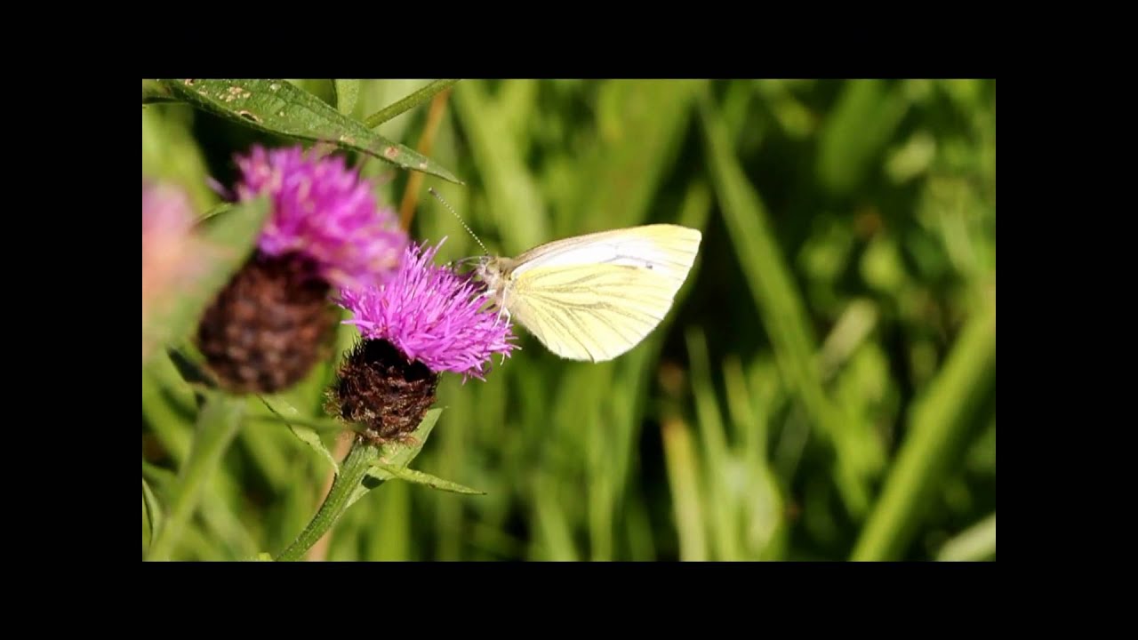 Forge Green, Wildflower Meadow, Bridge End, Dalston, Cumbria. HD