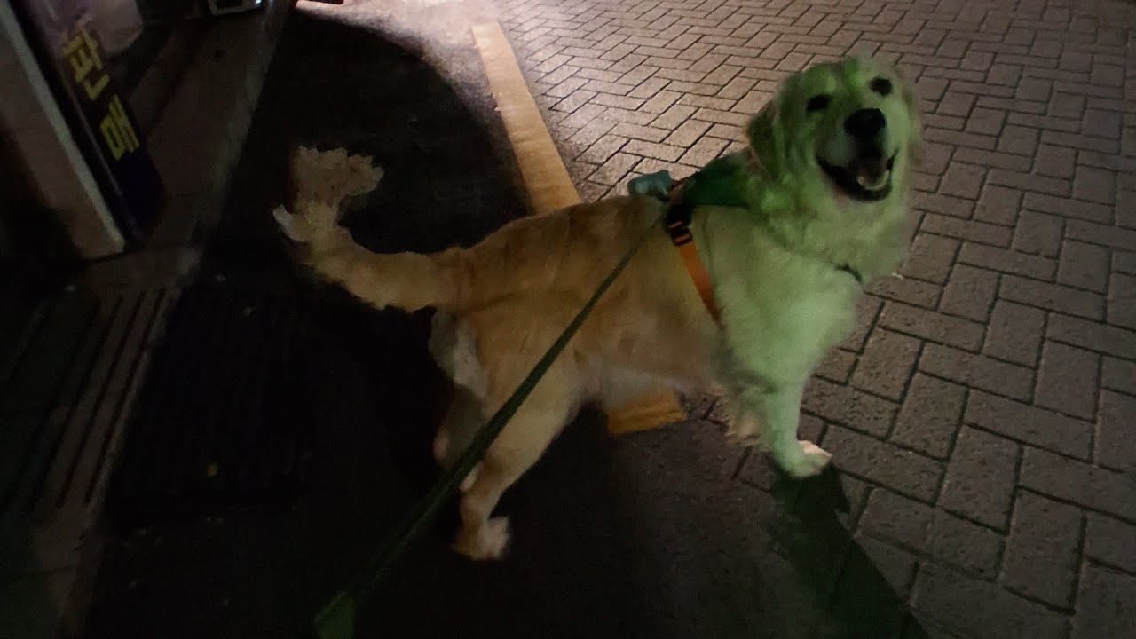 2026년3월19일 봄이와환이 아파트한바퀴 돌고반응 왔습니다♡♡🫡🫡🐕‍🦺🦮#아파트 #새벽아침운동 #3월달 #대형견산책 #부산 #봄이와환이 #puppy #goldenretriever