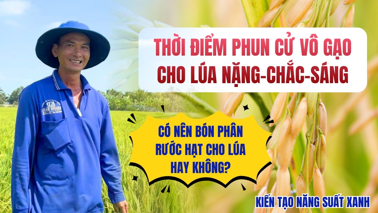 Câu Chuyện Trúng Mùa Lúa Vô Gạo 