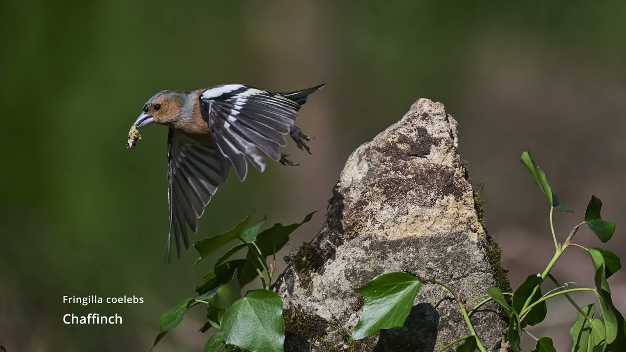 Photographing woodland birds at Millers Wood