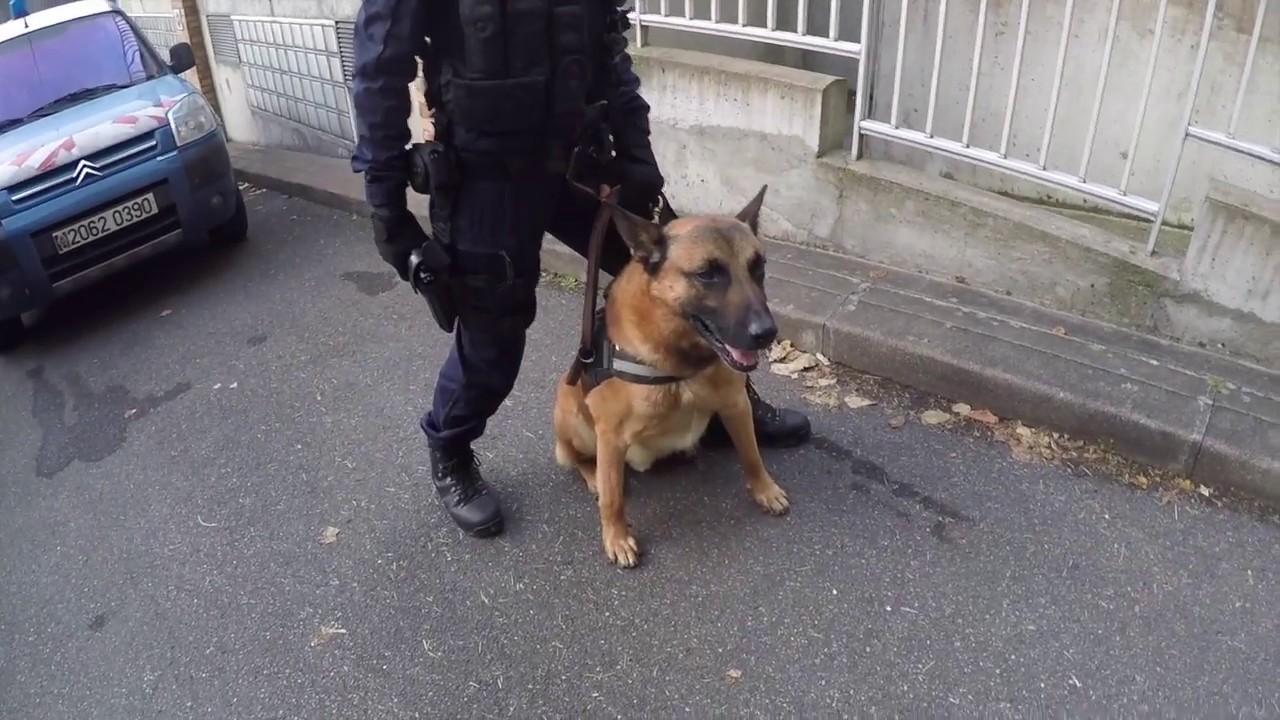 Mannequin Challenge - Gendarmerie des Yvelines