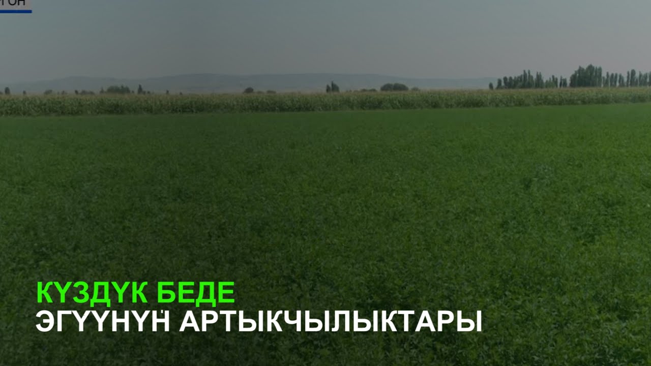 Күздүк беде эгүүнүн артыкчылыктары