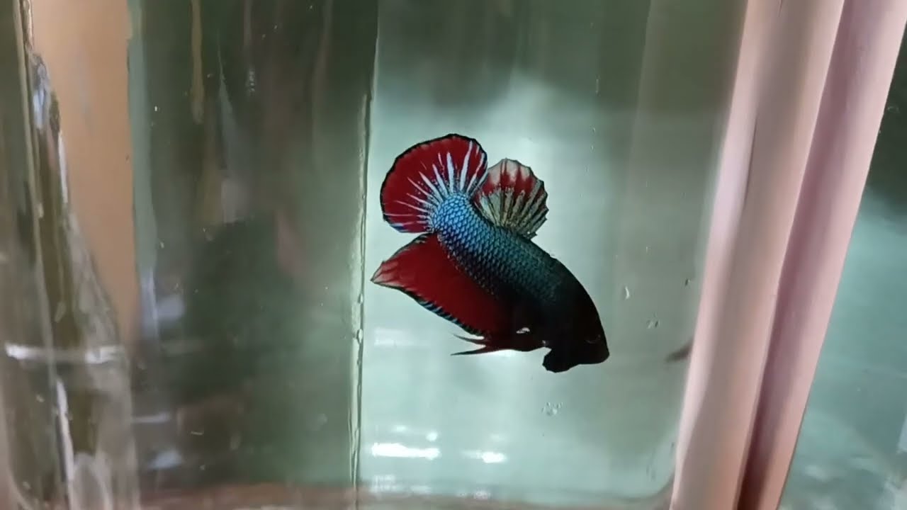 Trucos para sacar línea de los super Rojos. son  Bettas laguneros  Refinados