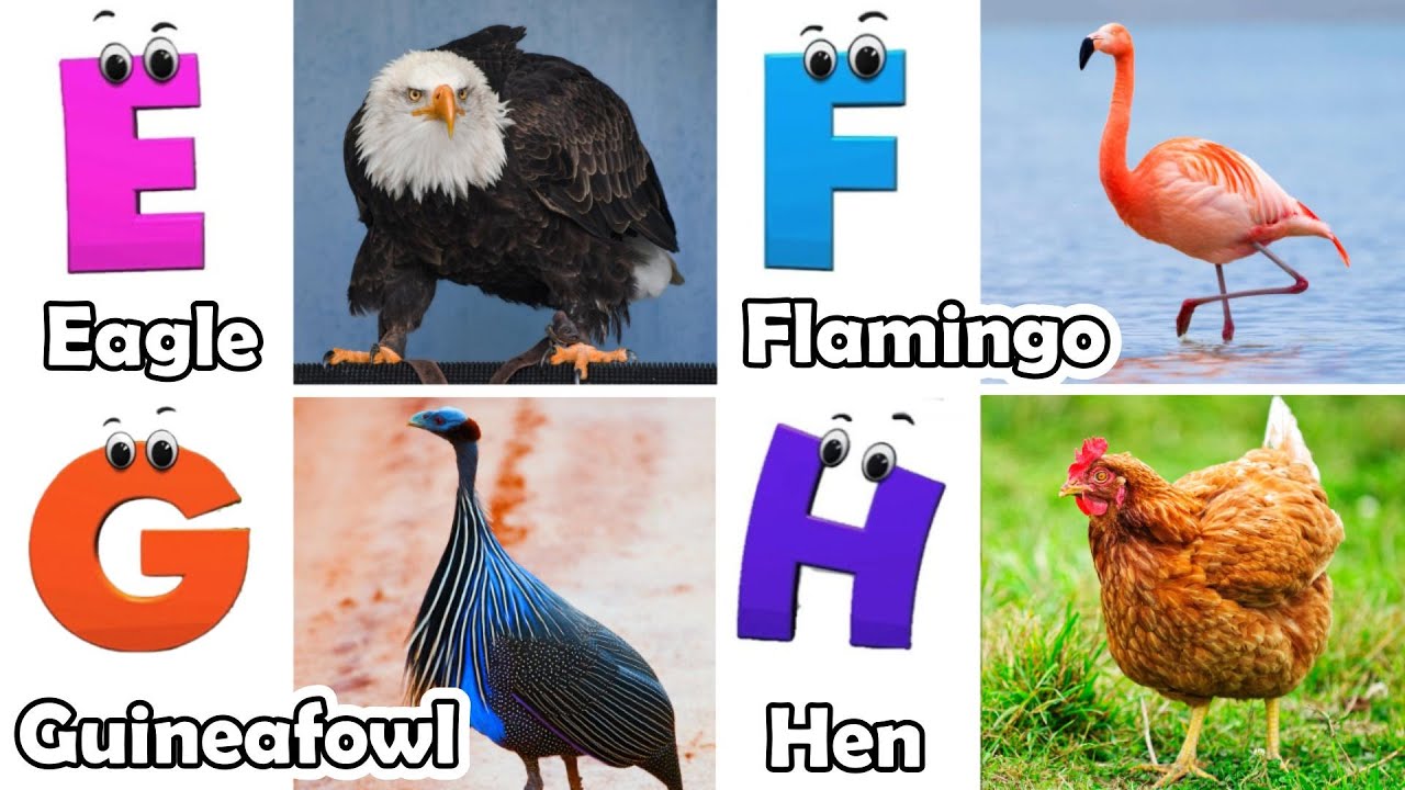 Birds ABC Song | Birds Alphabet Song for Kids | Phonics for Kids | Baby | Alphabet Letters