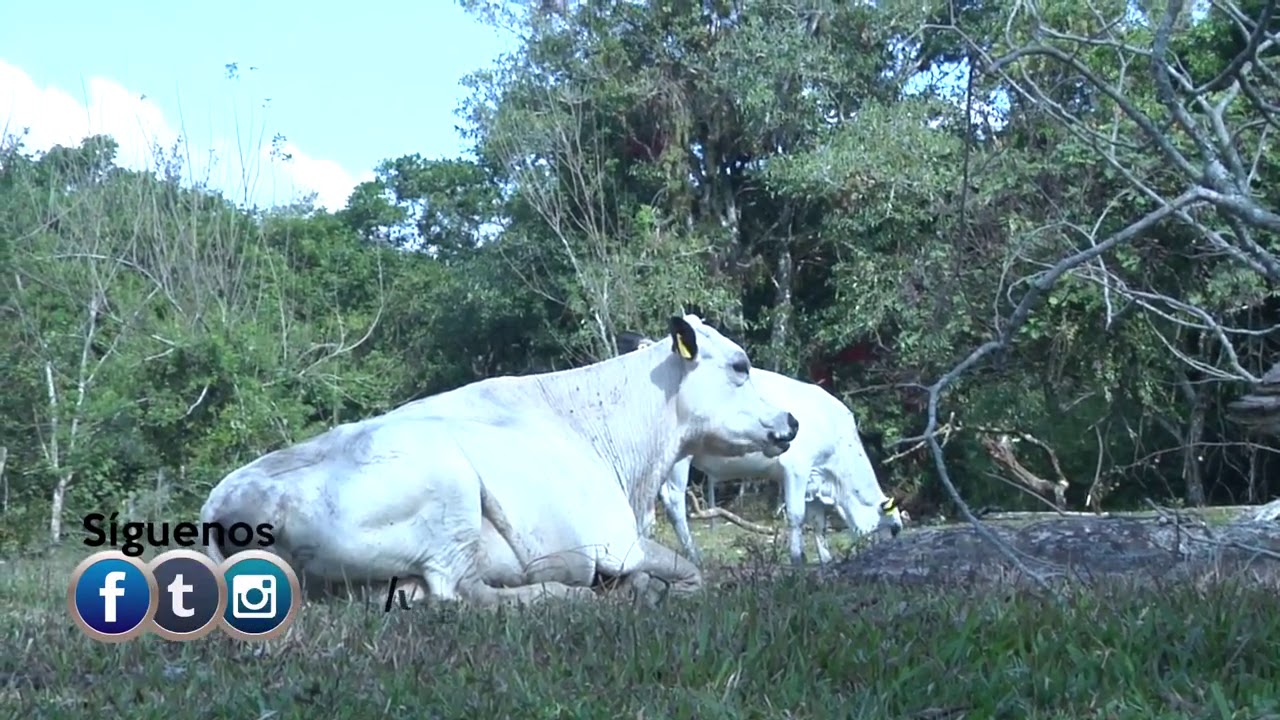 Ganado Bon (Raza de ganado única en el mundo y que tiene su origen en Antioquia) Orejinegro