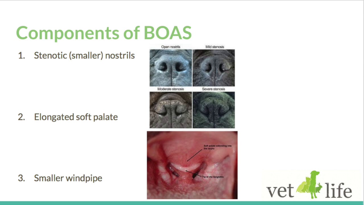 Brachycephalic Obstructive Airway Syndrome (BOAS)