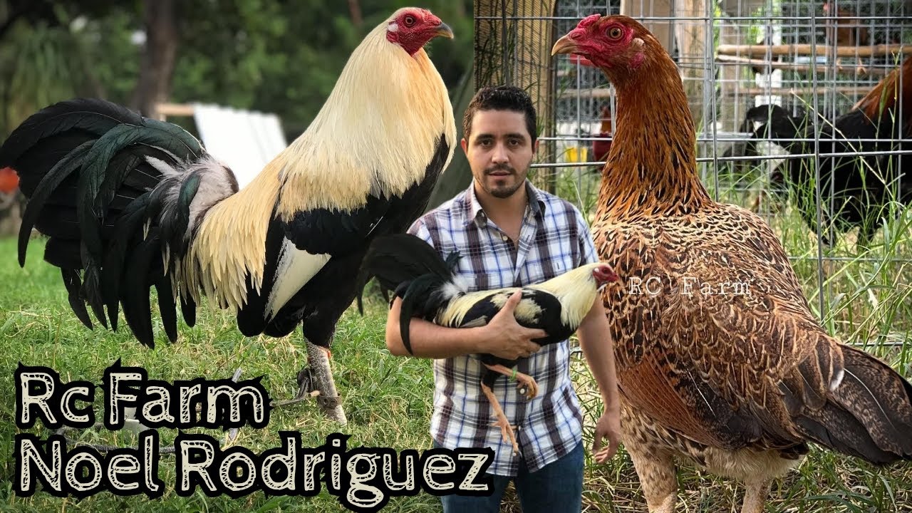 Noel Rodriguez Rc Farm - Feeding Time Shape Chicken Coop Outdoor Breeding Pens 👍