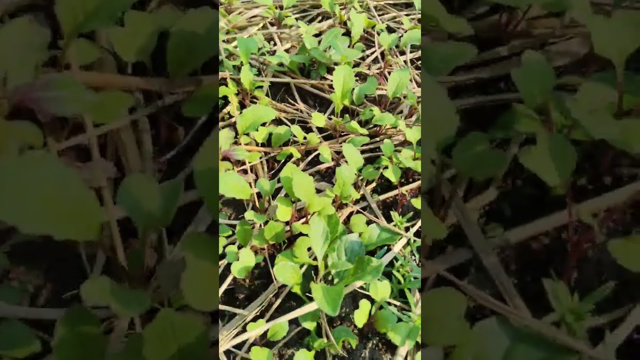 Đi thăm vườn rau cùng mình xem có những loại rau gì nha 