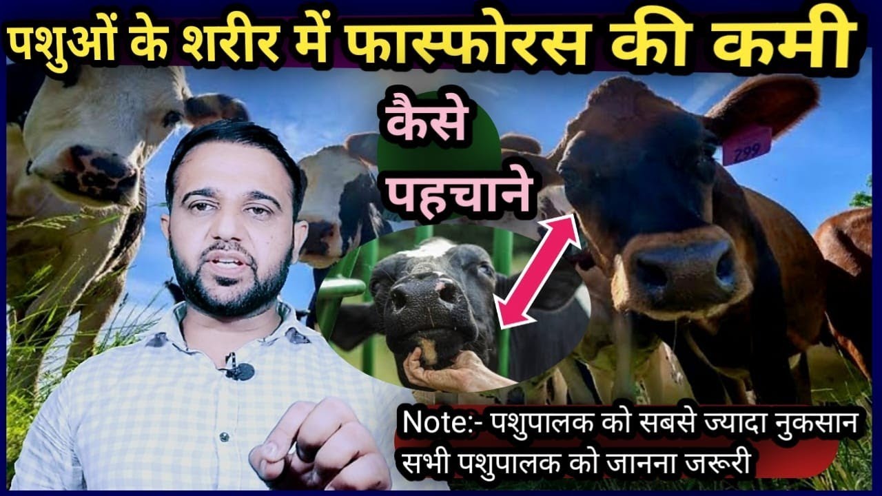 Phosphours Deficiency in Cow Buffalo||फॉस्फोरस की कमी पशुओं के शरीर में कैसे पहचाने क्या दें