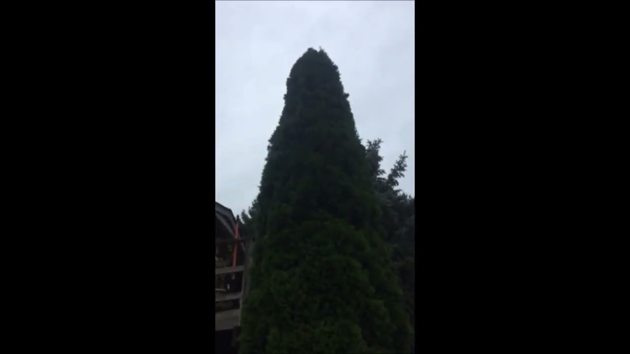 How Big Will Emerald Green Arborvitae grow     Expect app 15 ft tall or more