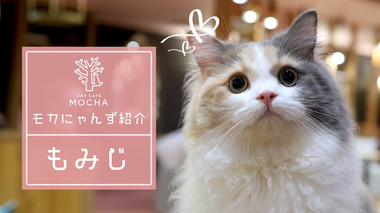 もみじ（サイベリアン♀）名古屋栄店