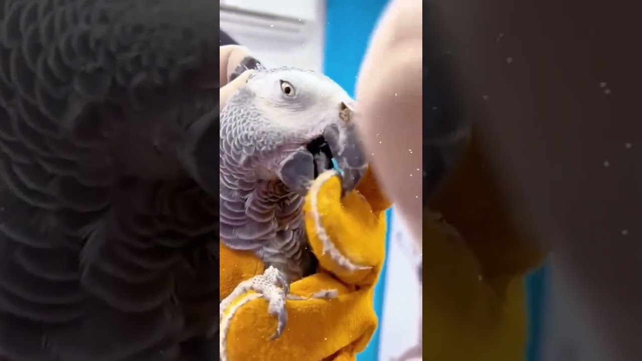 This parrot&rsquo;s nostril was filled with dirt. #animals #shorts